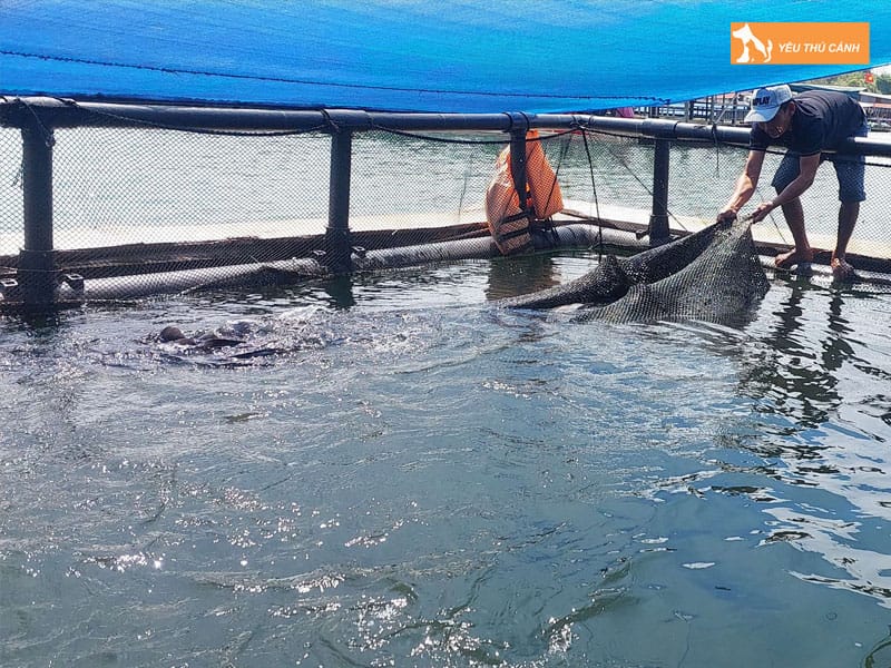 Cach-nuoi-ca-ho-tang-truong-nhanh-2-thucanh