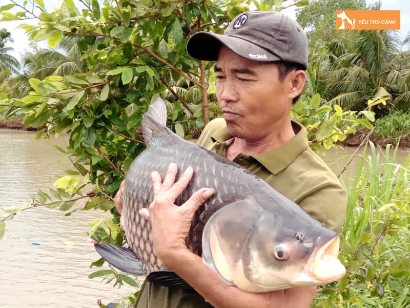 Cach-nuoi-ca-ho-tang-truong-nhanh-3-thucanh