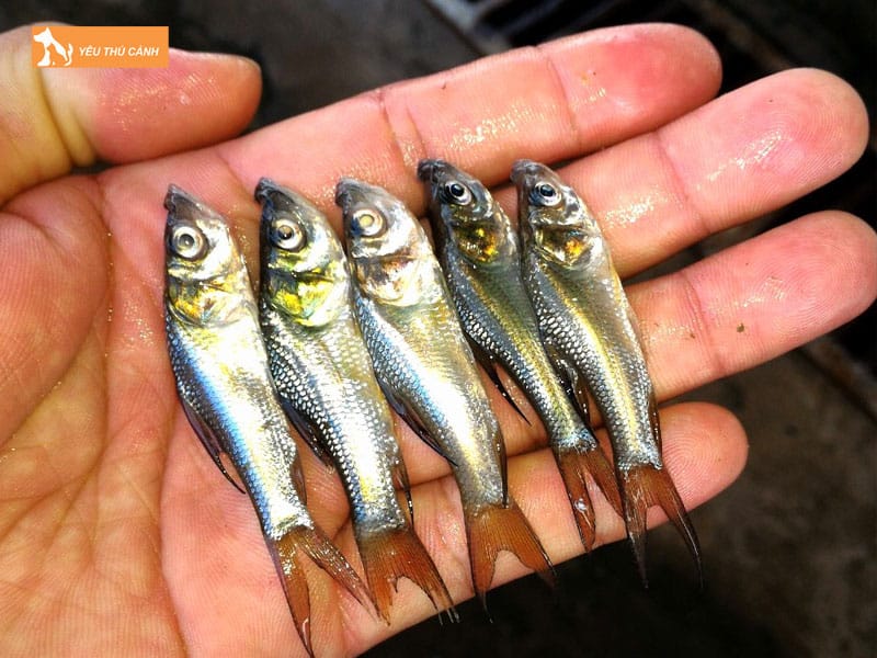 Cach-nuoi-ca-ho-tang-truong-nhanh-thucanh