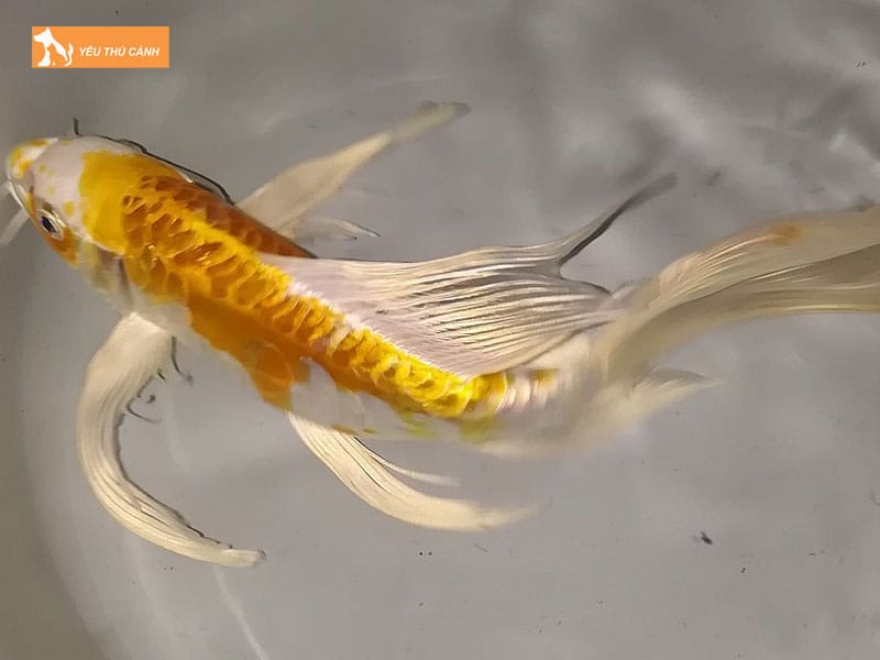 Cach-nuoi-ca-koi-buom-khoe-dep-cuc-chi-tiet-1-thucanh