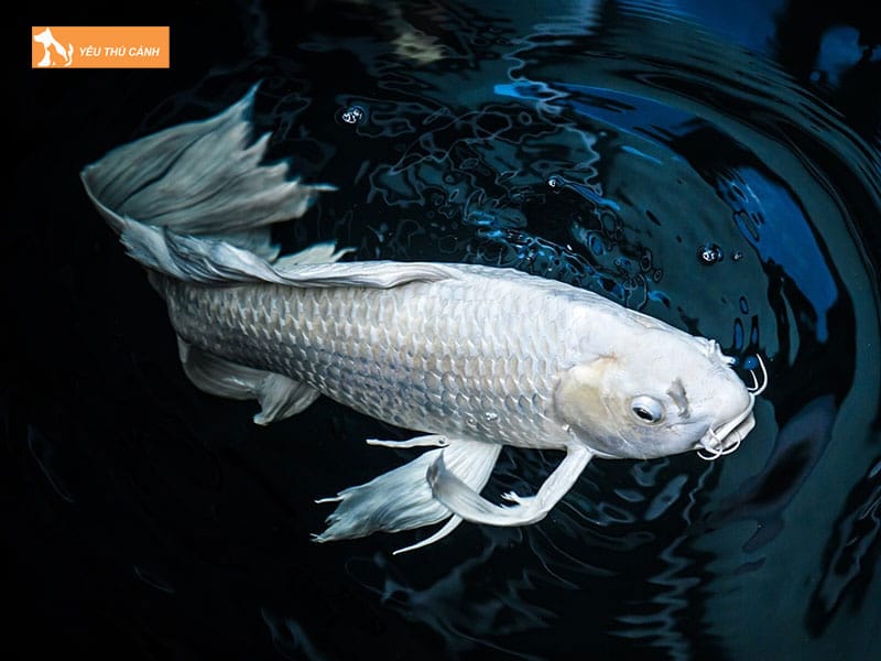 Cach-nuoi-ca-koi-buom-khoe-dep-cuc-chi-tiet-2-thucanh