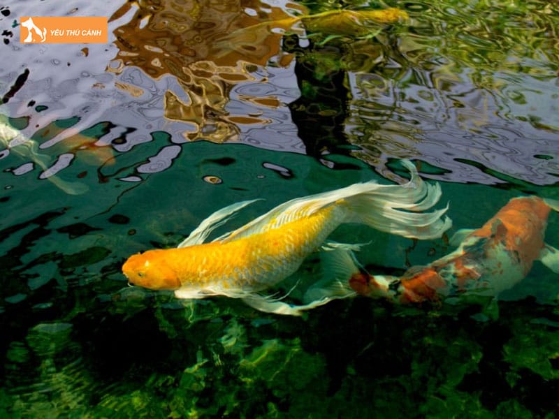 Cach-nuoi-ca-koi-buom-khoe-dep-cuc-chi-tiet-3-thucanh