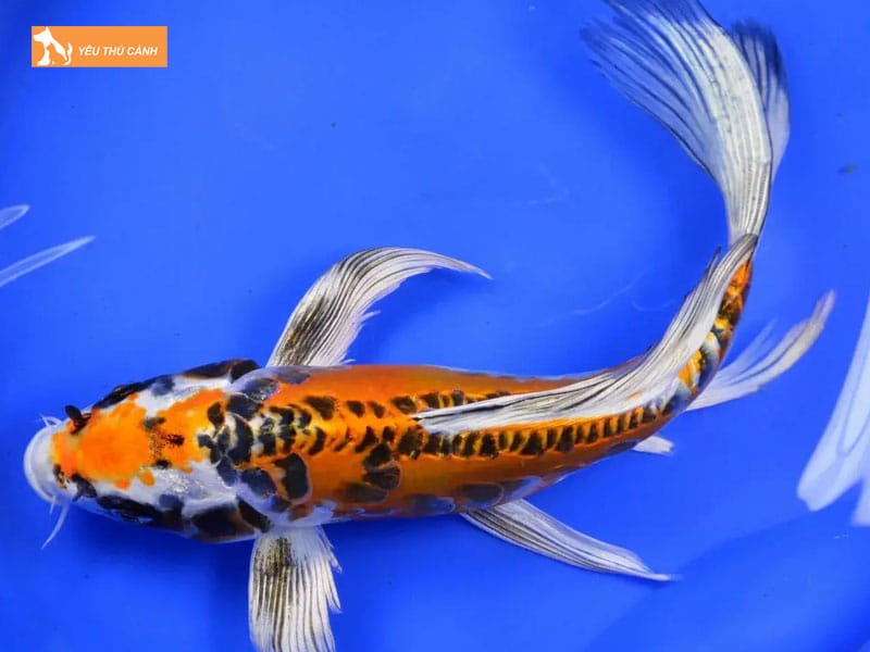 Cach-nuoi-ca-koi-buom-khoe-dep-cuc-chi-tiet-thucanh