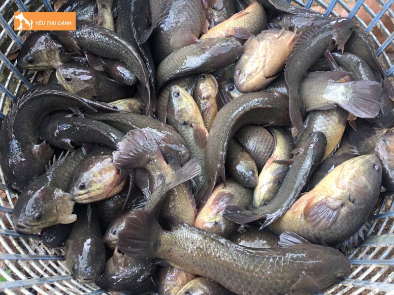 Cach-nuoi-ca-ro-dau-vuong-nang-suat-cao-3-thucanh