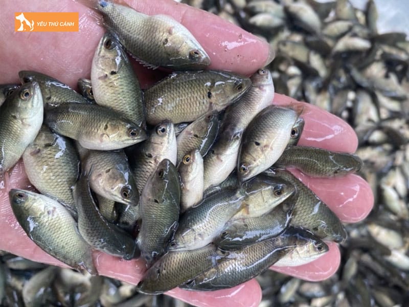 Cach-nuoi-ca-ro-dau-vuong-nang-suat-cao-thucanh