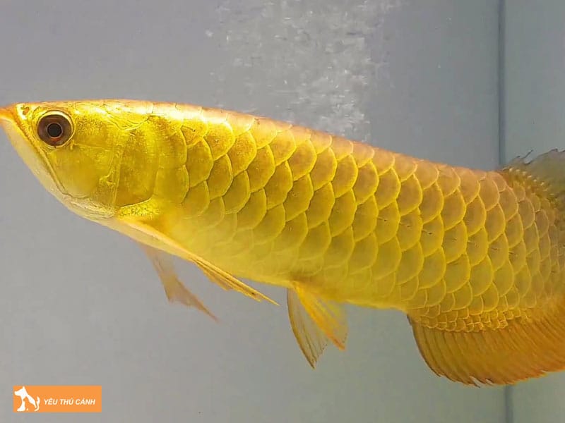 Cach-nuoi-ca-rong-full-helmet-1-thucanh