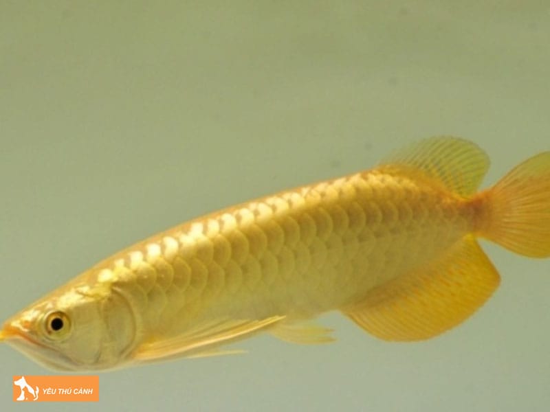 Cach-nuoi-ca-rong-full-helmet-2-thucanh