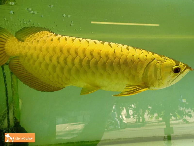 Cach-nuoi-ca-rong-full-helmet-thucanh