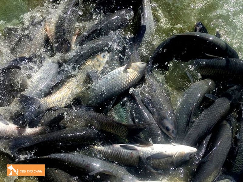 Cach-nuoi-ca-tram-den-thuong-pham-1-thucanh