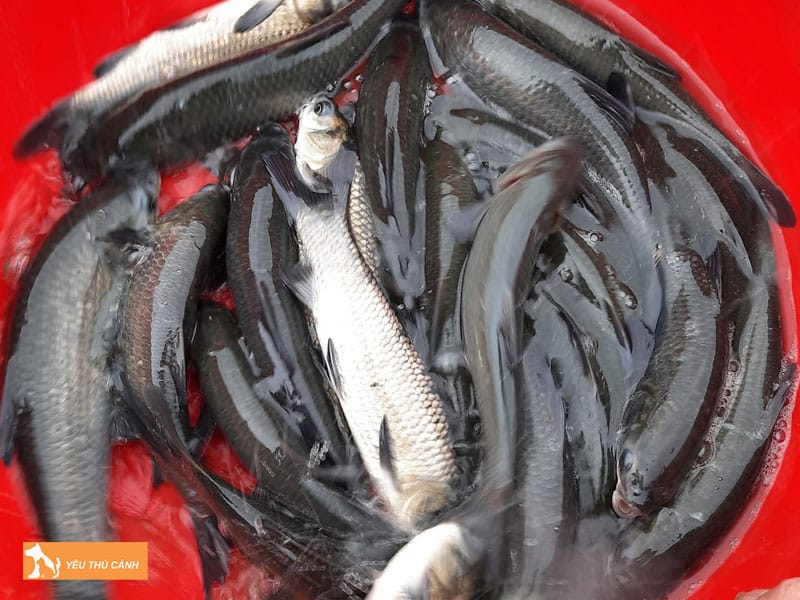 Cach-nuoi-ca-tram-den-thuong-pham-2-thucanh