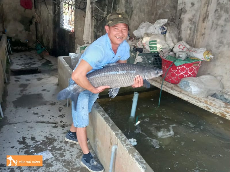 Cach-nuoi-ca-tram-den-thuong-pham-3-thucanh