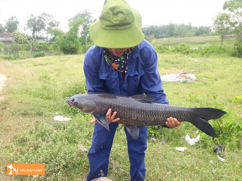 Cach-nuoi-ca-tram-den-thuong-pham-thucanh