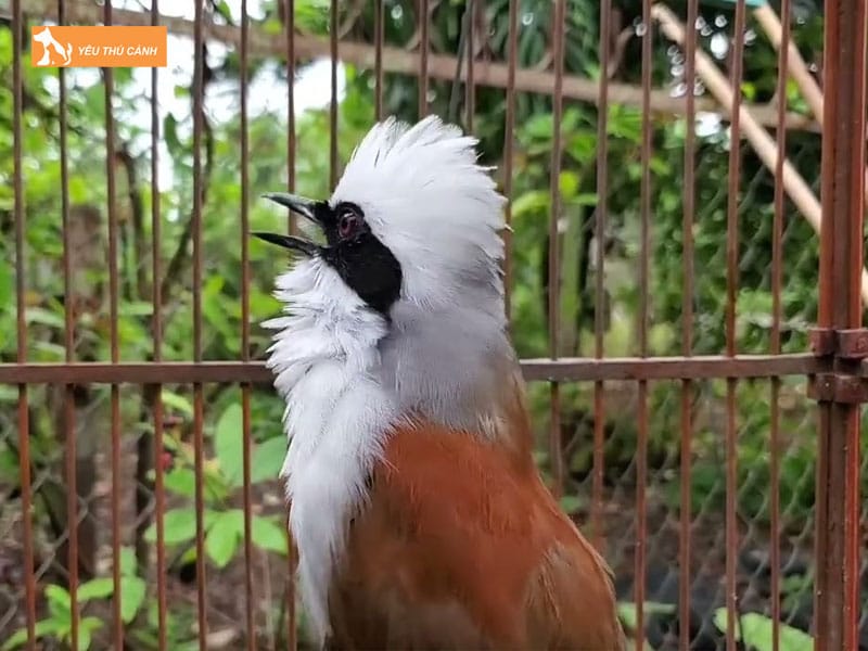 Cach-nuoi-chim-bo-chao-chuan-chinh-1-thucanh