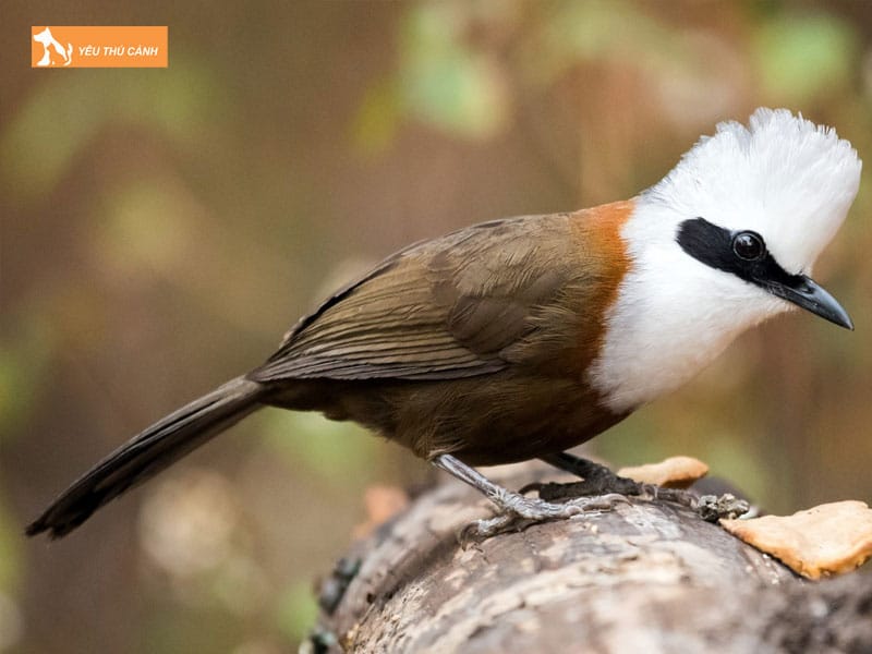 Cach-nuoi-chim-bo-chao-chuan-chinh-thucanh