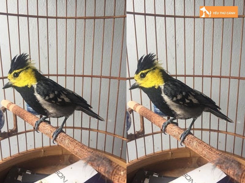 Cach-nuoi-chim-chi-chi-hot-hay-1-thucanh