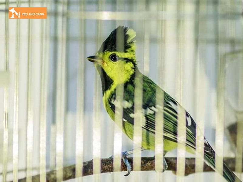 Cach-nuoi-chim-chi-chi-hot-hay-thucanh