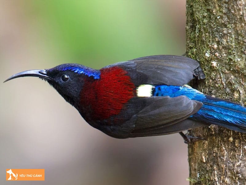 Cach-nuoi-chim-hut-mat-nepal-don-gian-1-thucanh