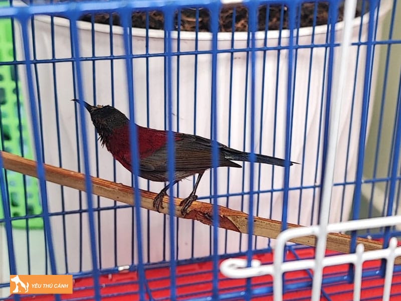 Cach-nuoi-chim-hut-mat-nepal-don-gian-2-thucanh