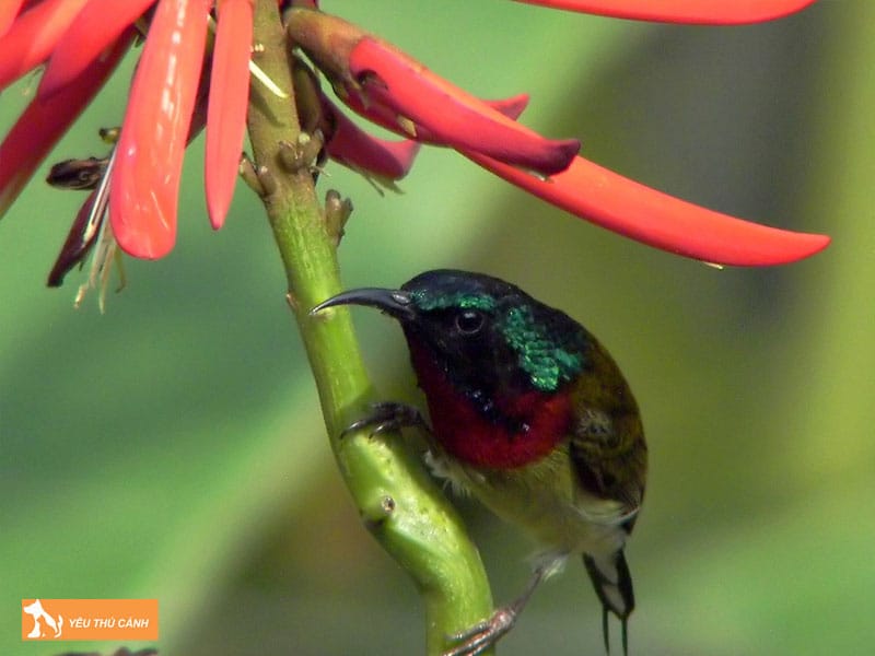 Cach-nuoi-chim-hut-mat-nepal-don-gian-thucanh