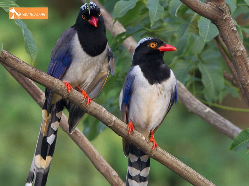 Cach-nuoi-chim-phuong-hoang-dat-khoe-dep-1-thucanh