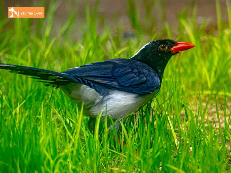 Cach-nuoi-chim-phuong-hoang-dat-khoe-dep-2-thucanh