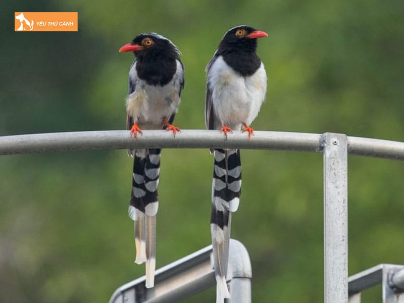 Cach-nuoi-chim-phuong-hoang-dat-khoe-dep-thucanh