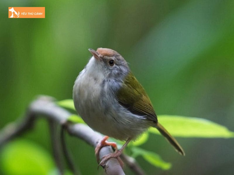 Cach-nuoi-chim-sau-dua-dep-va-hot-hay-1-thucanh