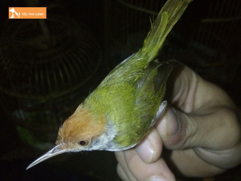 Cach-nuoi-chim-sau-dua-dep-va-hot-hay-thucanh