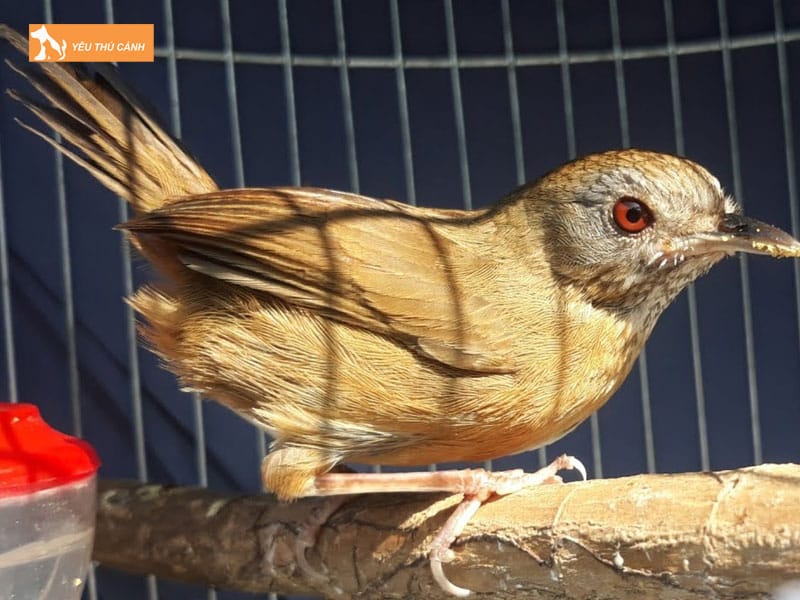 Cach-nuoi-chim-tieu-mi-hot-hay-1-thucanh