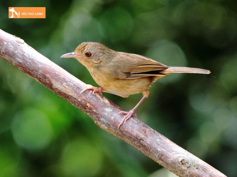 Cach-nuoi-chim-tieu-mi-hot-hay-2-thucanh
