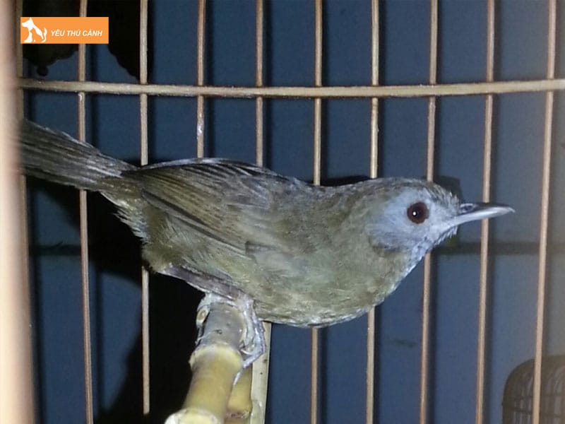 Cach-nuoi-chim-tieu-mi-hot-hay-thucanh