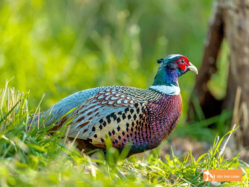 Cach-nuoi-chim-tri-xanh-hieu-qua-1-thucanh