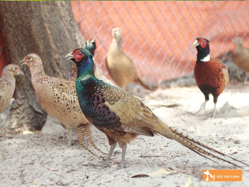 Cach-nuoi-chim-tri-xanh-hieu-qua-2-thucanh