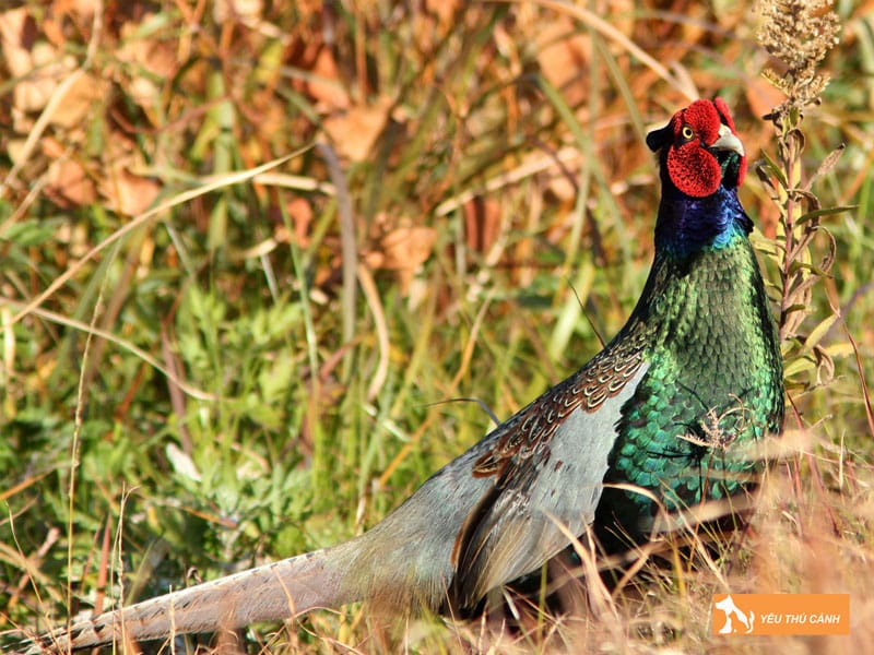 Cach-nuoi-chim-tri-xanh-hieu-qua-thucanh