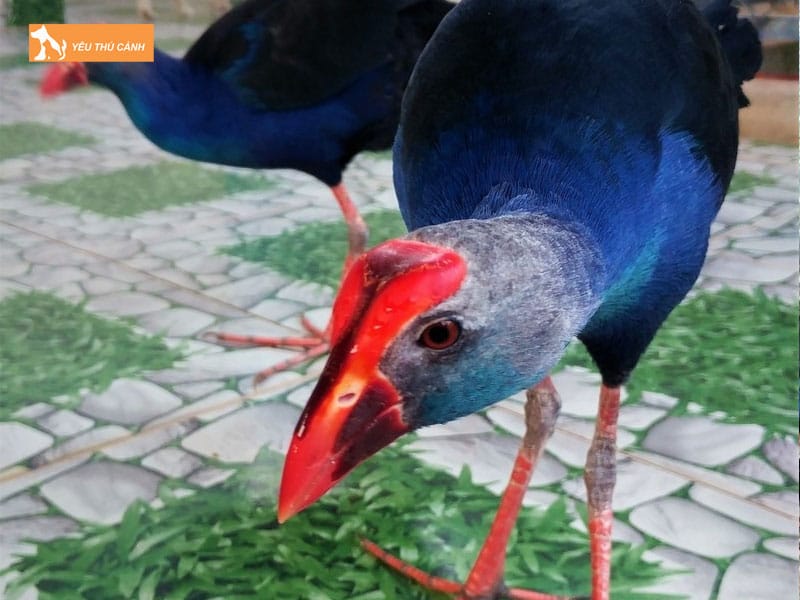 Cach-nuoi-chim-trich-co-hieu-qua-1-thucanh