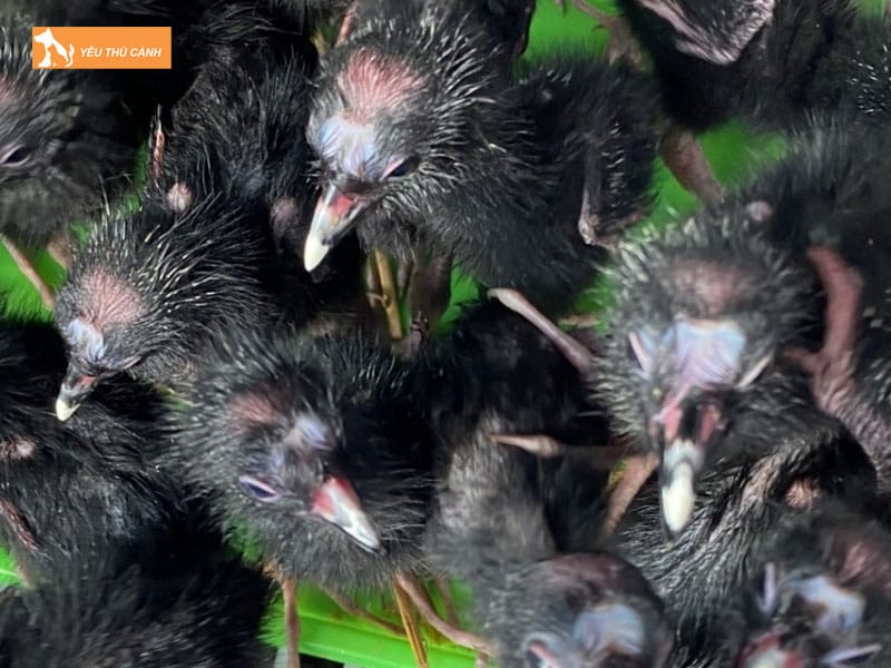 Cach-nuoi-chim-trich-co-hieu-qua-2-thucanh