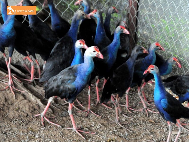 Cach-nuoi-chim-trich-co-hieu-qua-thucanh