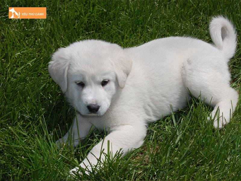 Cach-nuoi-cho-akbash-1-thucanh