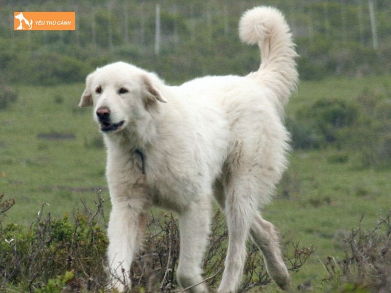 Cach-nuoi-cho-akbash-2-thucanh