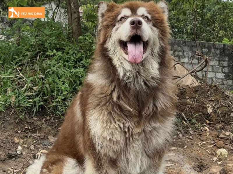 Cach-nuoi-cho-alaska-khong-lo-1-thucanh