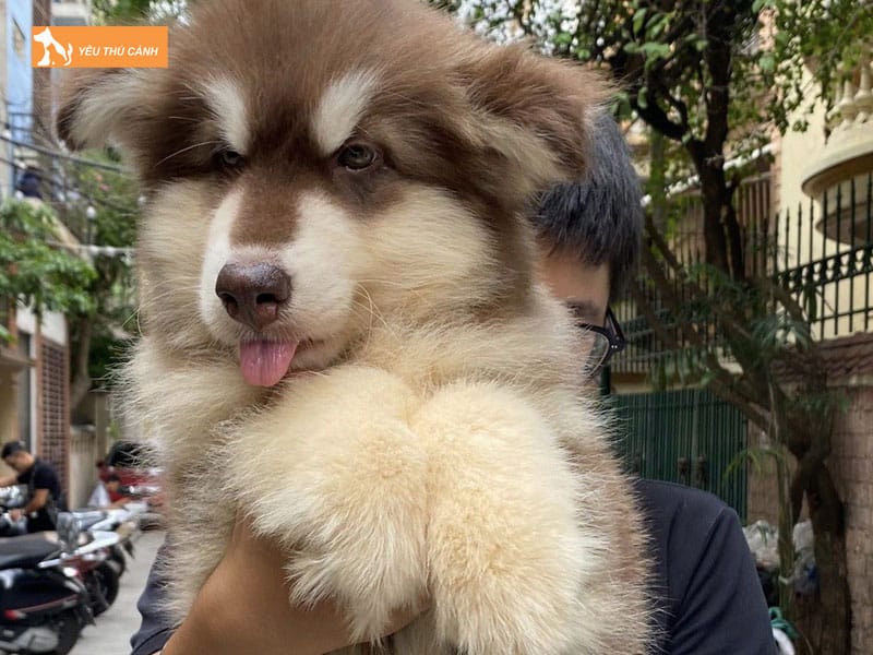 Cach-nuoi-cho-alaska-khong-lo-thucanh