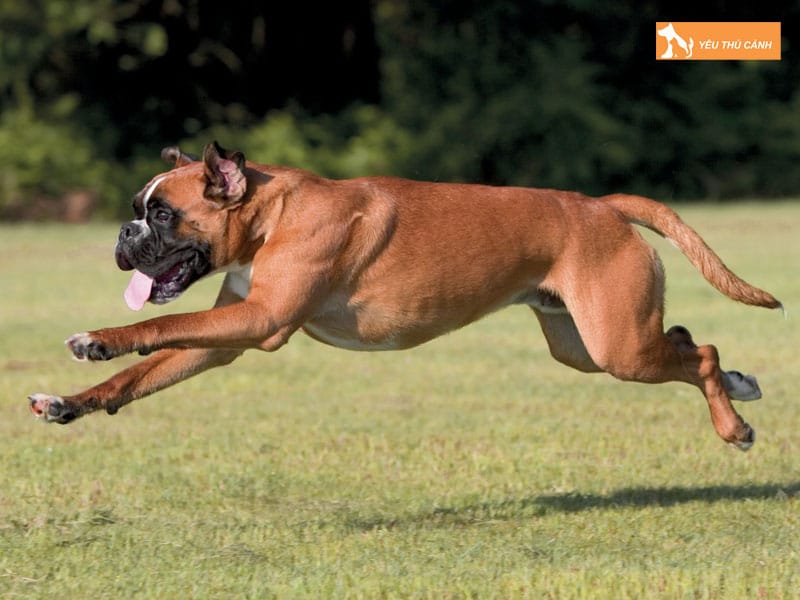 Cach-nuoi-cho-boxer-khoe-manh-trung-thanh-1-thucanh