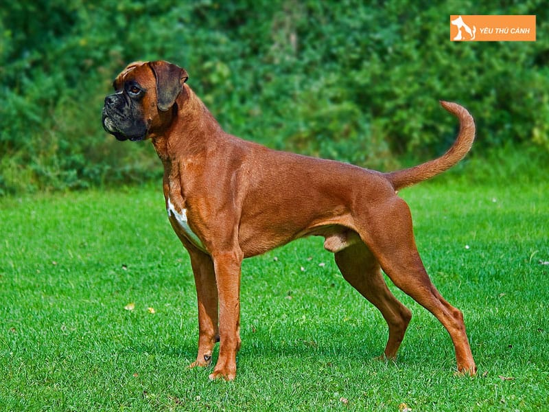 Cach-nuoi-cho-boxer-khoe-manh-trung-thanh-2-thucanh