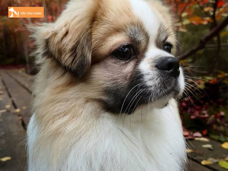 Cach-nuoi-cho-canh-tay-tang-thucanh