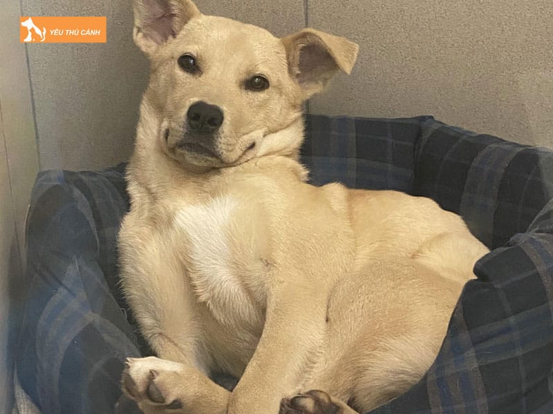 Cach-nuoi-cho-carolina-1-thucanh