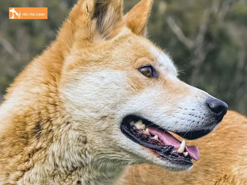 Cach-nuoi-cho-carolina-2-thucanh