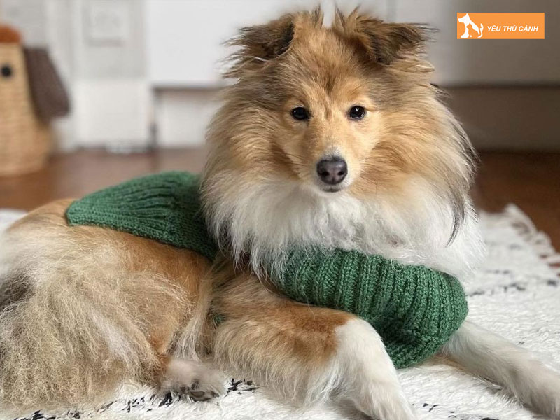 Cach-nuoi-cho-chan-cuu-1-thucanh