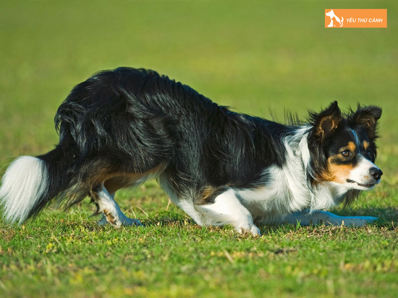 Cach-nuoi-cho-chan-cuu-thucanh