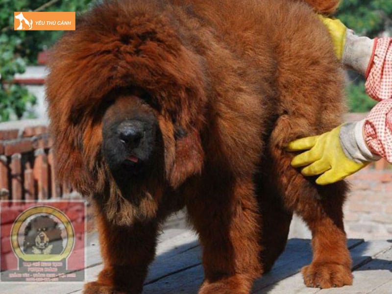 Cach-nuoi-cho-ngao-tay-tang-1-thucanh