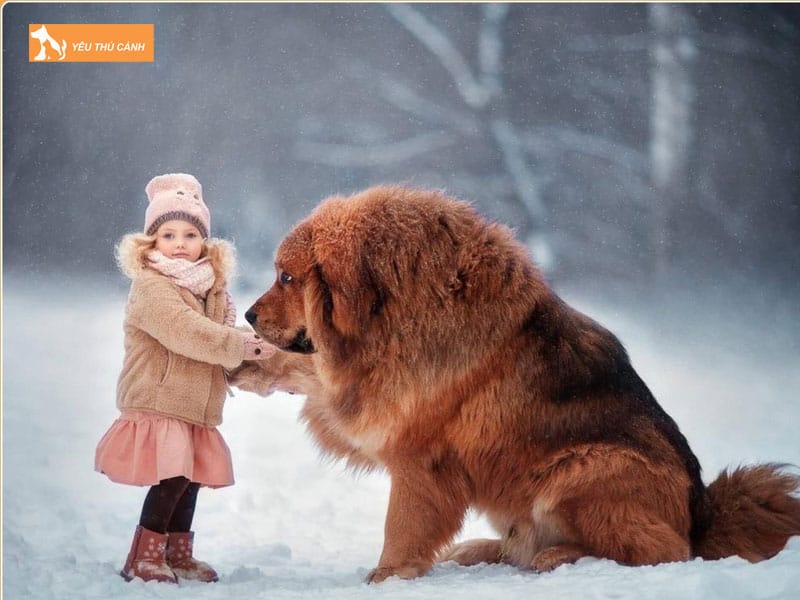 Cach-nuoi-cho-ngao-tay-tang-thucanh